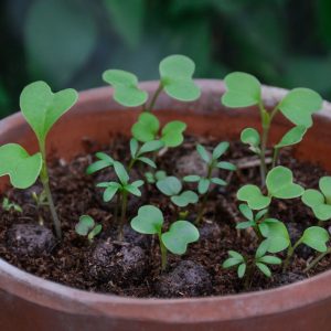 BOMBE DI SEMI. LOVE SEEDS BOMBS 🌿🌱🌍🐝😍❤️💚 Tiriamo bombe di semi,  non a caso a forma di cuore, ora più che mai Pianta in terra le tue BOMBE  di SEMI a