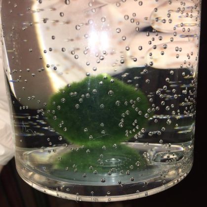 Coppia di Alga Marimo Chladophora Aegagropila in vaso di vetro con ghiaia :  : Casa e cucina