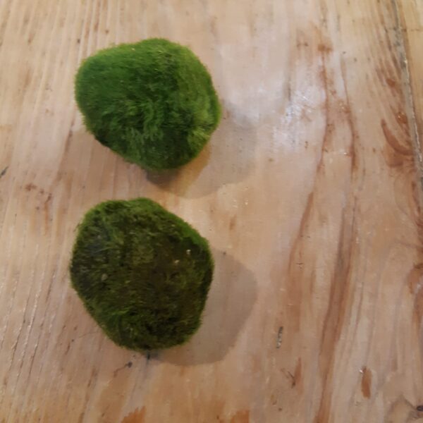 marimo - alga palla d'acqua dolce - 4-5 cm - 10 anni - R nel bosco